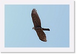 3 varpushaukka  Accipiter nisus 6599 * 900 x 600 * (173KB)